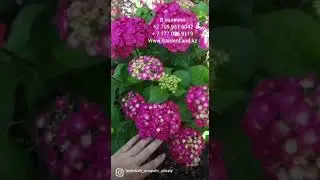 Гортензия ремонтантная серия Бесконечное лето 