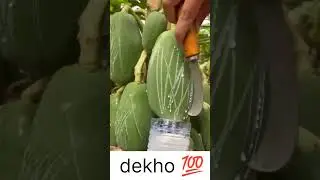 Papain extraction by Akash&nbsp;sir #agricultureadda247#ibpsafo #horticulture #fruitscience
