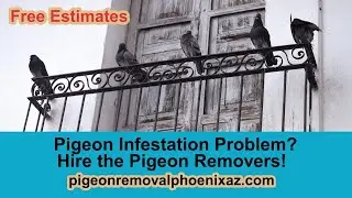 Pigeon Infestation in Phoenix? Get Safe, Proven Bird Removal & Proofing Solutions