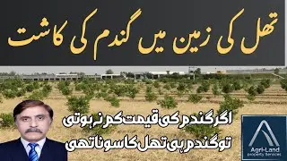 Thal mn gandam ki kasht 2025 I Thal ka sasta tareen zarai raqba