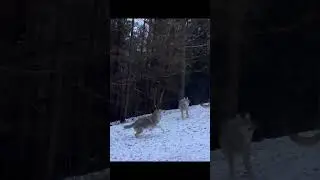 Wolf catches the flying chicken mid air 🐺 Волк ловит летящую курицу в прыжке 🐺