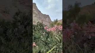 BALOCHISTAN MOUNTAIN PINK ROSE