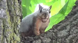 Melanistic & Leucistic Squirrels