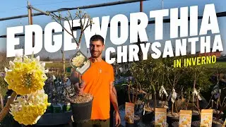 Edgeworthia Chrysantha: Scopri la Regina del Giardino Invernale 🌼 nota come Bastone di San Giuseppe