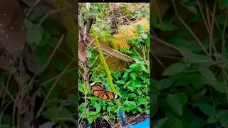 Beautiful sight 😍 Chal tere ishq me #gadar2 #chaltereishqmein #naturelovers