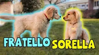 SUMMER INCONTRA SUO FRATELLO: Cuccioli di Golden Retriever Americano