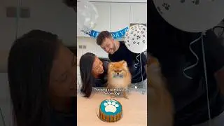 Throwing a puppy party for our dogs birthday! #pomeranian #puppy #dog #couple #couplegoals #family