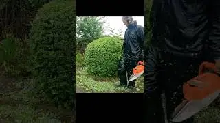 TRIMMING A BERBERIS SHRUB INTO A BALL