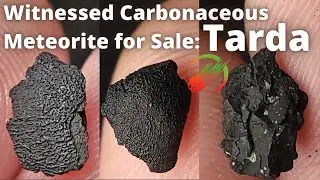 Extremely Rare Meteorite! Tarda - Witnessed Carbonaceous Fall (for sale)