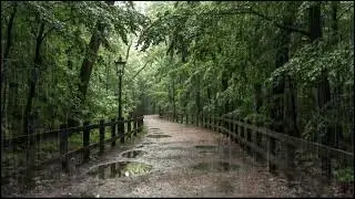 Soft Rainfall on Forest Canopy | Calming Nature Sounds for Deep Sleep