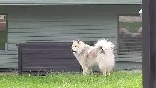 Eurasier and Sirens