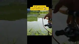 เที่ยงนี้..ดูสายกระตุก..แทนมื้อเที่ยง #ชิงหลิว #ตกปลานิล #มือใหม่ตกปลา #fishing
