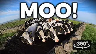 Curious Cows in 8K 360&deg; | Up-Close VR Encounter in the English Countryside