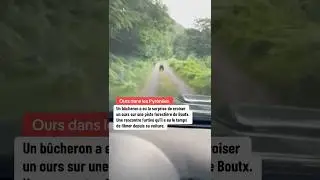 Un ours a &eacute;t&eacute; film&eacute; par un b&ucirc;cheron en voiture dans les Pyr&eacute;n&eacute;es, sur une piste foresti&egrave;re.