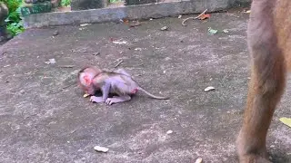Heartwarming Leaps: Understanding Baby Monkey Developmental Milestones