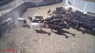 TOROS. GANADERIA ADELL PIQUER. HD