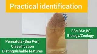 Pennatula distinguishable features|Sea pen characteristics|Pennatula Classification|Sea pen facts