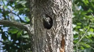 Baby Pileated Woodpecker learning to sing