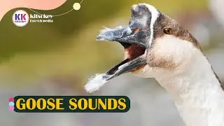 Goose Sound, Goose Sounds, Goose Sound Effect, Goose call, Goose sound with video