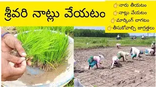 శ్రీవరి సాగు చేసే పధ్దతి | Sri Vari Sagu Cultivation Tips |srivari|grameena vyavasayam | Sri vari