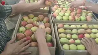 Anna Apple | Shimla Sabji Mandi Apple Arrivals | Apple Market Update | Himalayanfarming |Live Update