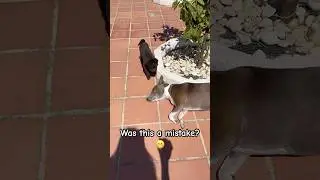 Freya dog's quiet moment or? #shorts #dog #puppy #pets #animals #funny #cute