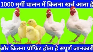 1000 Broiler chicken farming cost, poultry farm business plan, poultry farm,2024 में कमाई मोटा होगा