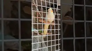 #cockatiels #cockatiel #cockatielsofinstagram #bird #birds #cockatiellife #parrots #calopsita