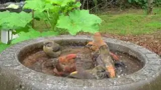 Red Crossbills at garden Bird Bath