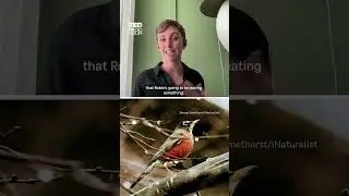 Sara Beery explains how using AI and wildlife photos advances research
