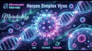 Herpes Simplex Virus - by Microscopic Marvels