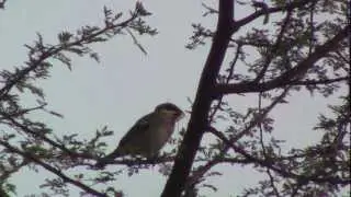 Common Sparrow calls