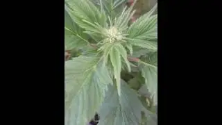 UK cannabis garden outdoor grow (frisian duck)