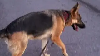 Lisal first time on long lead