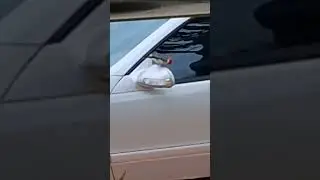 Cardinal seing itself