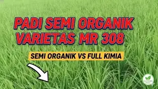 PADI SEMI ORGANIK VARIETAS MR 308. SEMI ORGANIK VS FULL KIMIA #padi #sawah 