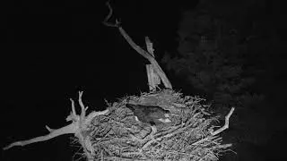 Audubon Osprey Nest Cam 05-04-2018 19:11:38 - 20:11:39