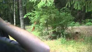 SubPrimitive Vlog #3, August: The Hot Dog Tree