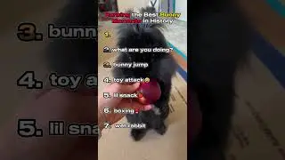 Ranking the Best Bunny Moments in History