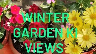 Grow Vegetable& Flowers in the Winter  | Chhat ke upar winter flower garden |winter garden ki views 