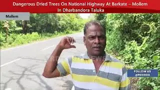 Dangerous Dried Trees On National Highway At Barkate &ndash; Mollem In Dharbandora Taluka