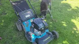 Free Ward-Works Push Mower (Runs)