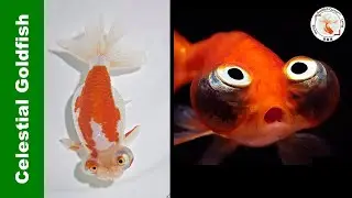 Celestial Goldfish All You Need to Know | 望天金鱼👉
