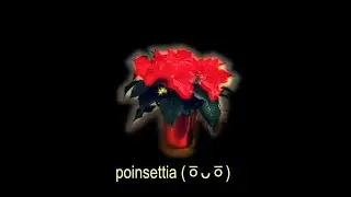 Junestone - Poinsettia