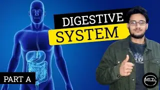 DIGESTIVE system -Digestive system क्या है?|Part-1| |MLT| |Bsc.Nursing| |GNM |Class 11| |पाचन तंत्र|
