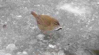 Wow! Wren catching fish  - Zaunkönig fängt Fischchen