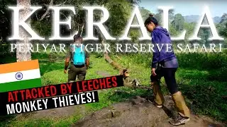 Нападенный пиявками, ограбленный обезьянами - Перияр Tiger Reserve Safari в Керале