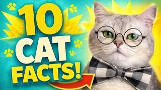 10 Cat Facts You Didn&rsquo;t Know!