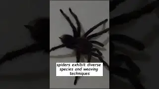 The Enigmatic World of Spiders Unveiling the Unique Life of These Intriguing Arachnids