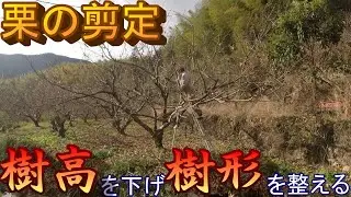 栗の剪定②【ノコギリ剪定で樹高を下げて樹形を整える】（利平の成木の剪定）